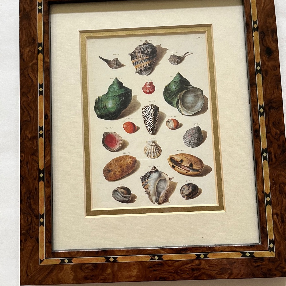 Framed Shell Print